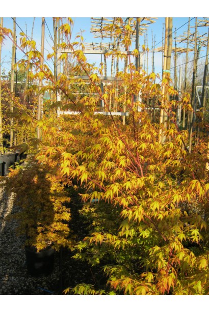 Крупний план клена Катсура (Acer palmatum Katsura) з яскравими осінніми листями помаранчево-жовтого відтінку.